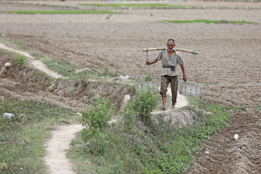 Farmers leave fields fallow after not getting subsidised fertiliser