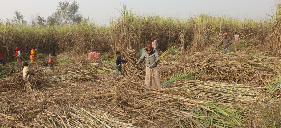 Cane farmers demand payment of outstanding dues from sugar mill