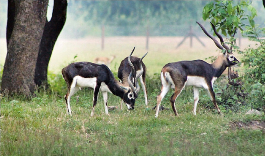 Shuklaphanta park makes great strides in blackbuck conservation