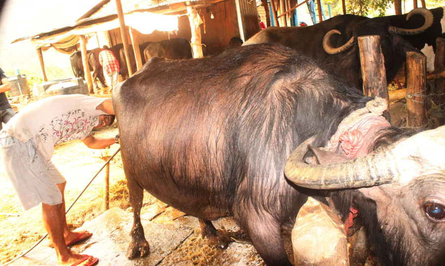 A local unit in Parbat decides to provide subsidy in livestock farming to check the migration and enhance production