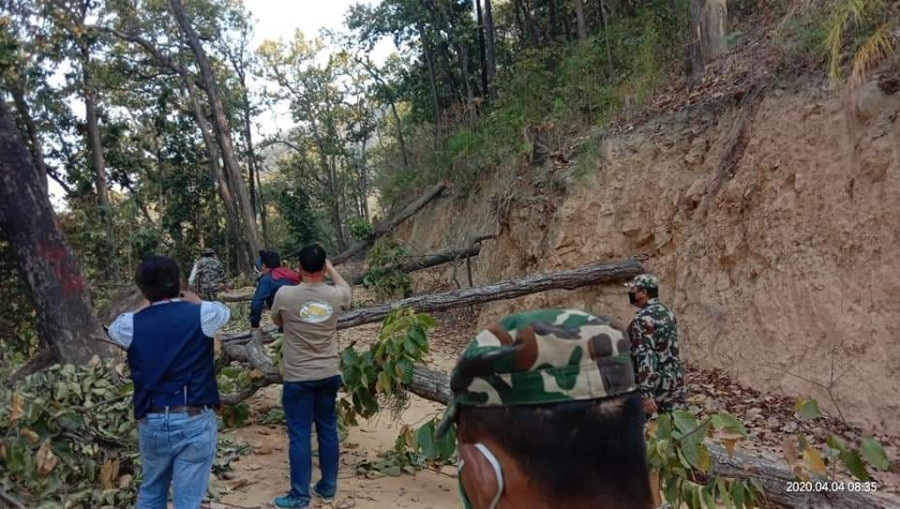 Timber smugglers are entering Nawalparasi forest taking advantage of lockdown