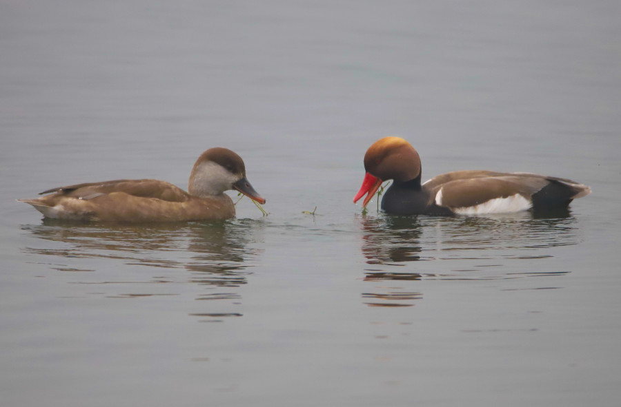 Jagadishpur lake welcomes thousands of migratory birds