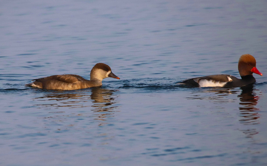 Number of water birds increasing in Jagdishpur lake