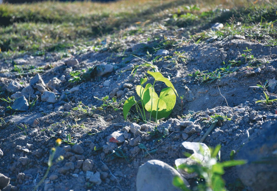 Traffic police plant 1,500 saplings of an unproven herb to fight against Covid-19