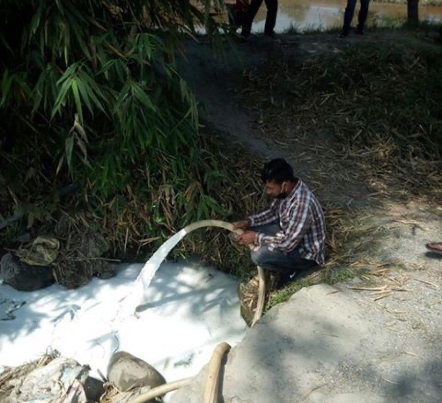 Milk goes to waste as dairy factories stop buying it for lack of sales