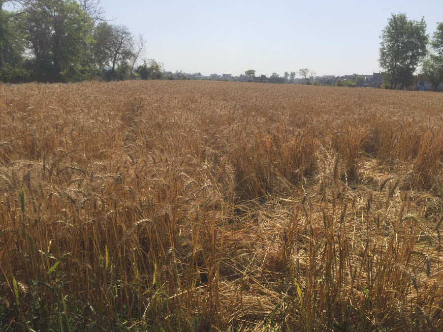 Farmers in Kailali worry about losing their ready-to-harvest wheat crops