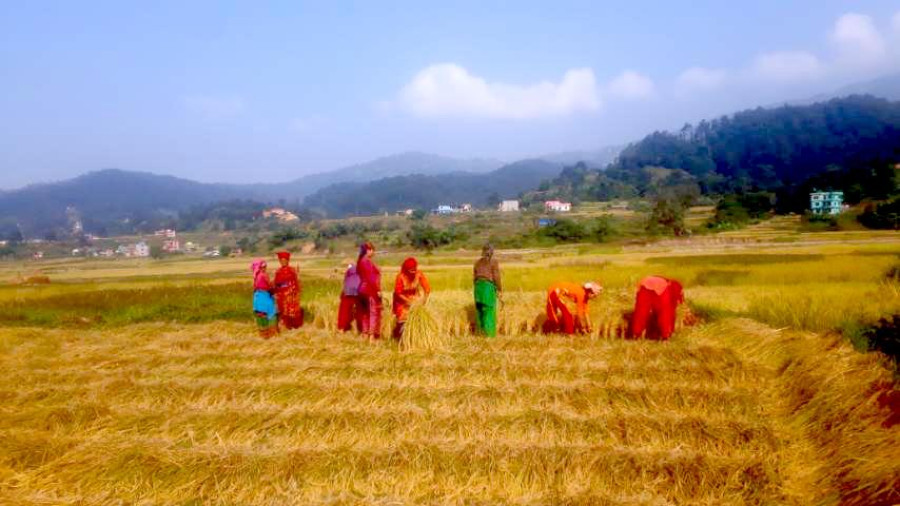 Villagers help harvest paddy of coronavirus infected family in Tanahun