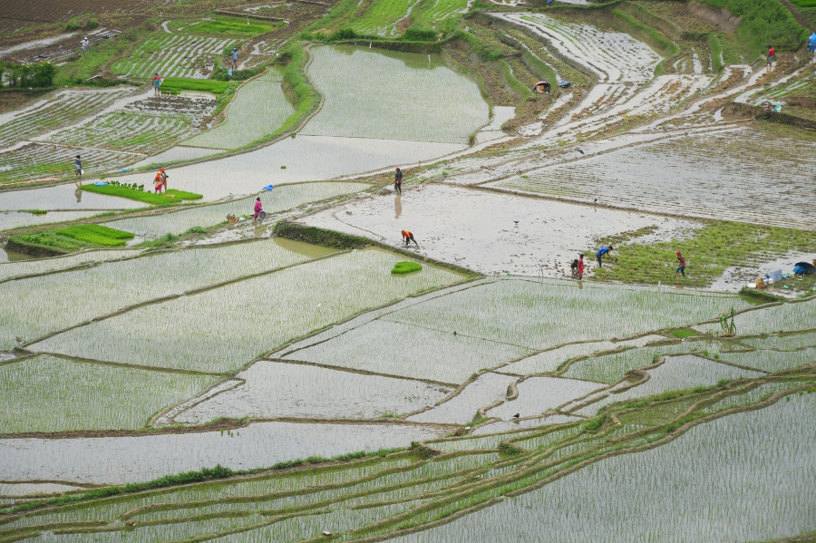 Government announces 8 percent increase in minimum support price for paddy crop