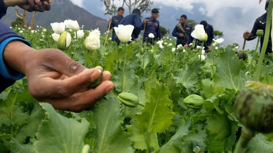 Absence of agriculture technician in local units hits Makwanpur’s agriculture sector