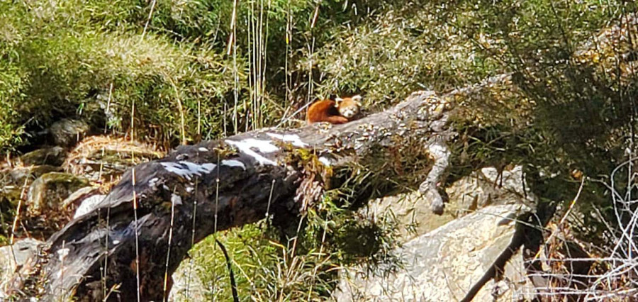 Endangered red panda spotted along Langtang trekking trail