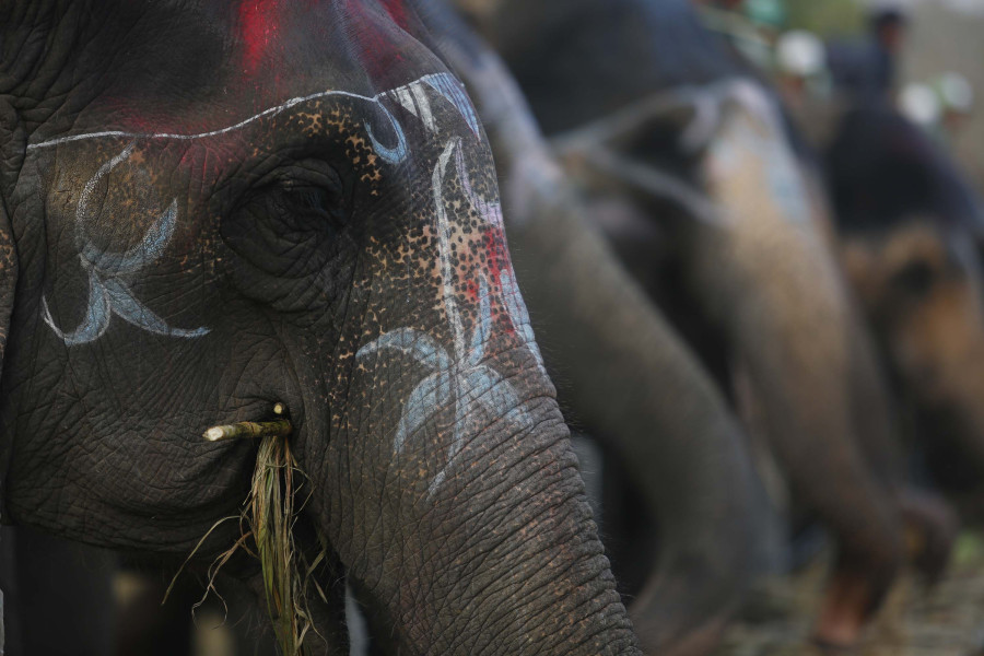 Nepal’s elephant population trapped between human settlements and mega development projects