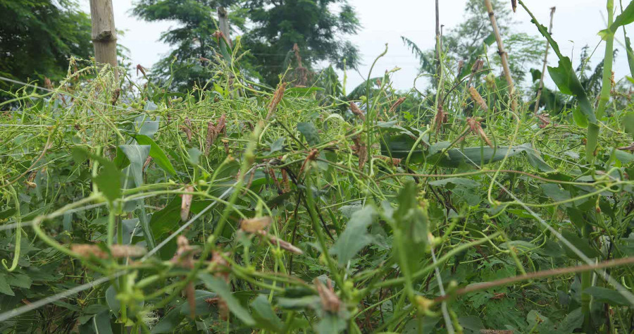 Eight million locusts have entered Nepal, consuming hundreds of hectares of crops