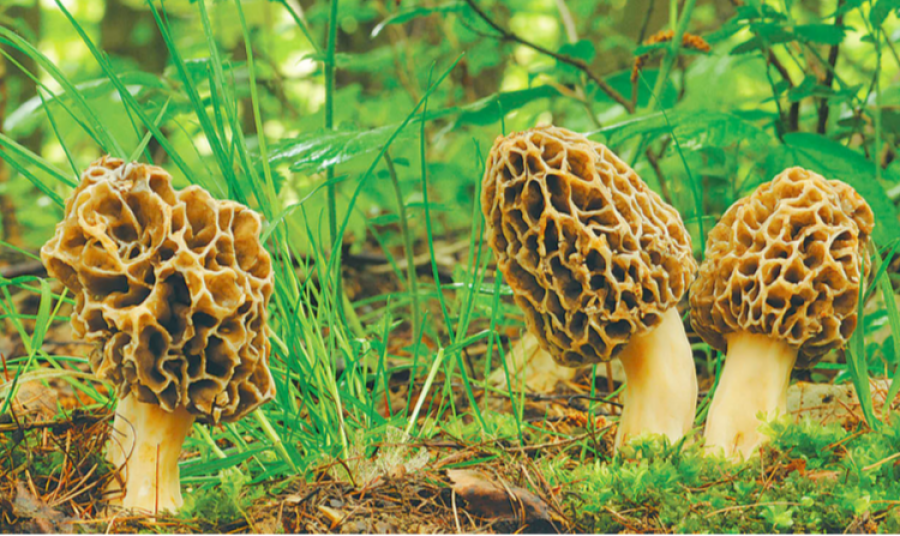 Mugu villagers swarm into nearby forests to pick wild mushrooms