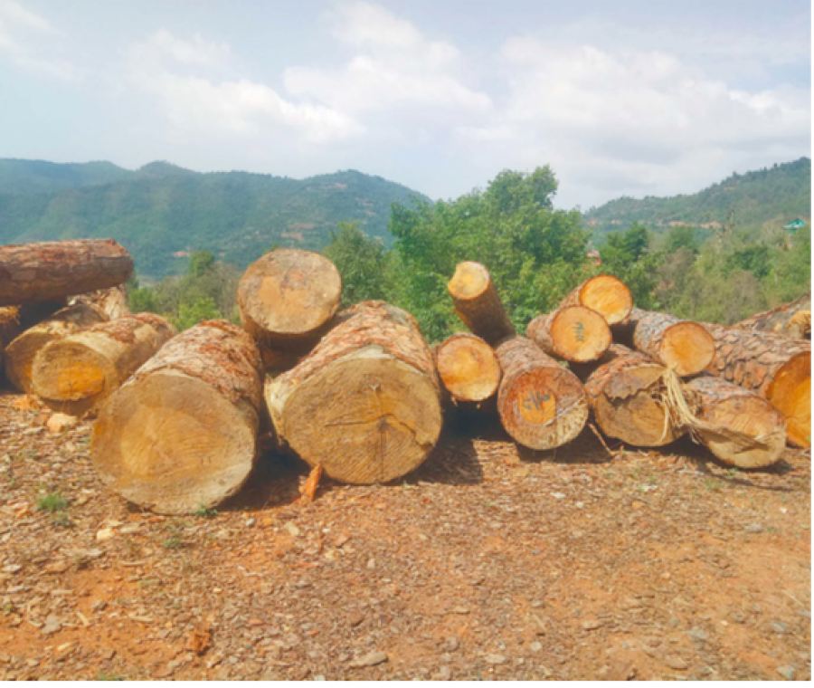 A community forest in Palpa smuggling timber during lockdown