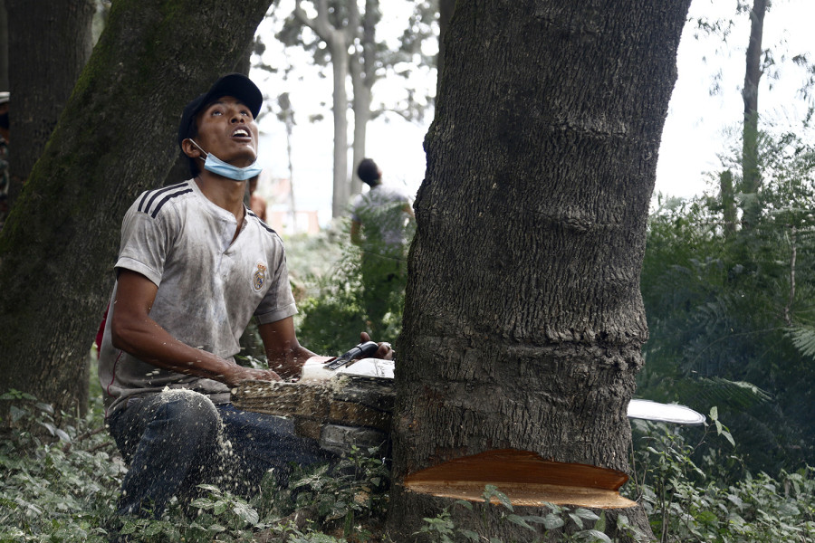 How many trees needed to make way for Nijgadh? Ministry orders fresh count to settle issue