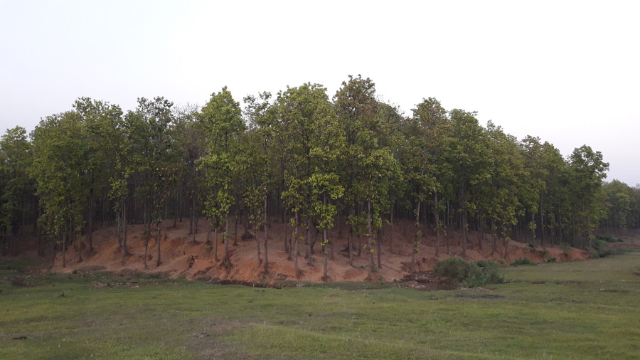 Forest office in Udayapur bans entry to forest areas to keep a check on illegal activities during the lockdown