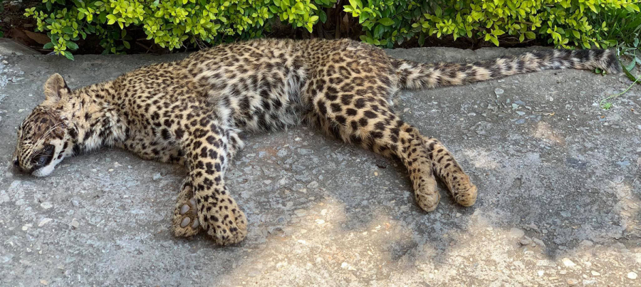 Surge in wildlife deaths in Gorkha worries forest officials