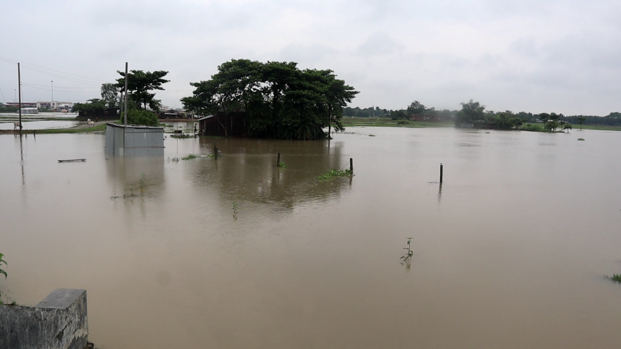 Fertile fields in Morang face inundation due to lack of proper drainage system
