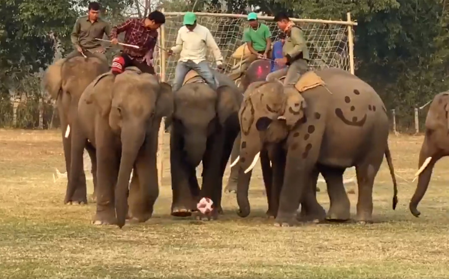 Visit Nepal coordinator’s tweets on elephants and rhinos meet with criticism