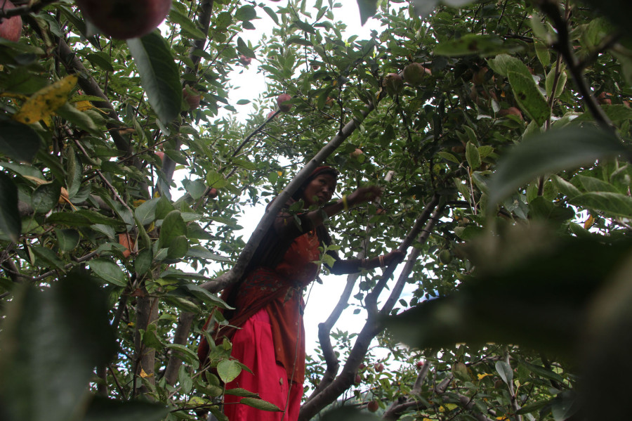 Jumla farmers face difficulties due to transportation halt