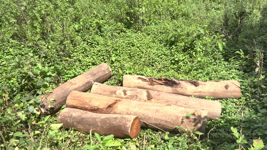 Smugglers in Dadeldhura haphazardly fell trees on pretext of constructing road
