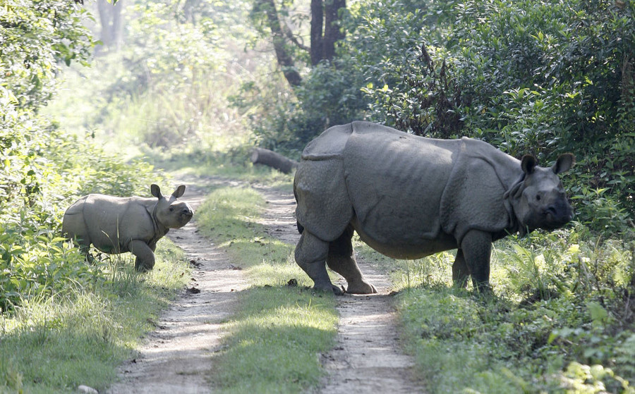 Locals, entrepreneurs join hands to manage habitat for wild animals in Chitwan