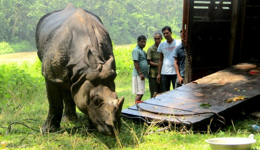 After two postponements, pandemic pushes rhino count further