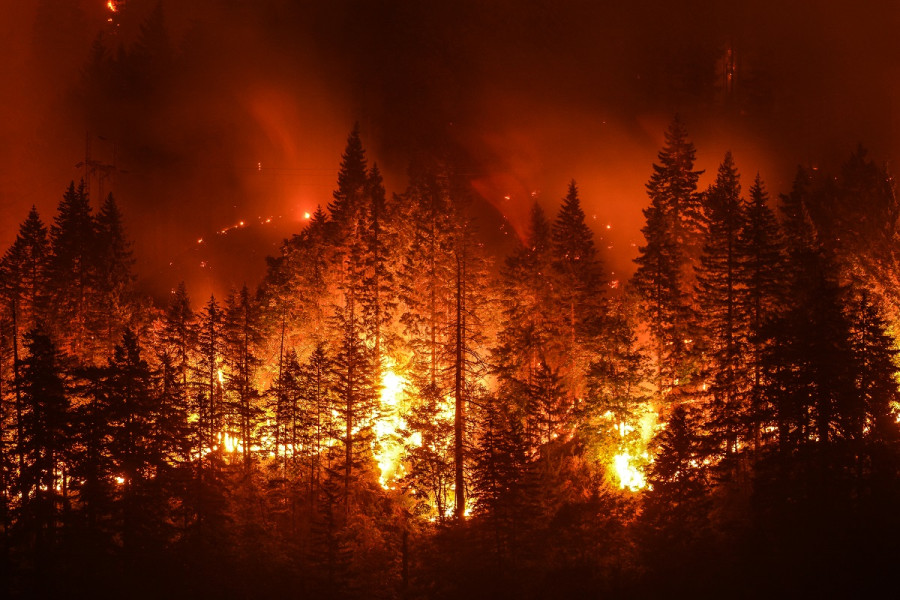 Forest fire incidents down across the country during Covid-19 pandemic, study finds