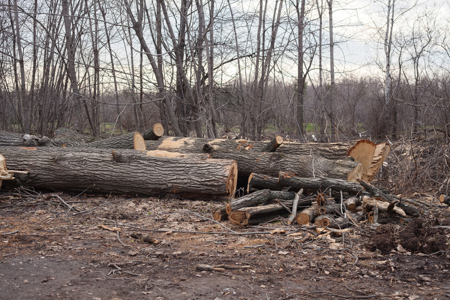 Illegal logging worries Kanchanpur locals