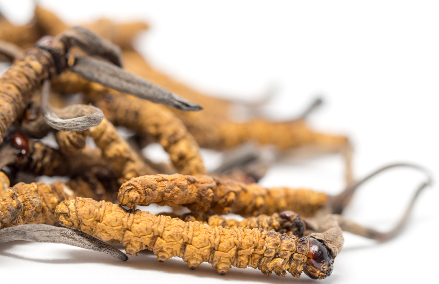 Covid-19 could even put a halt to this year’s yarsa harvest