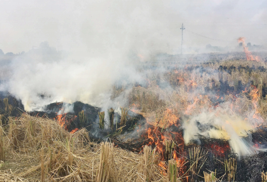 Farmers in Tarai turn to stubble burning as they cannot sell straws to India
