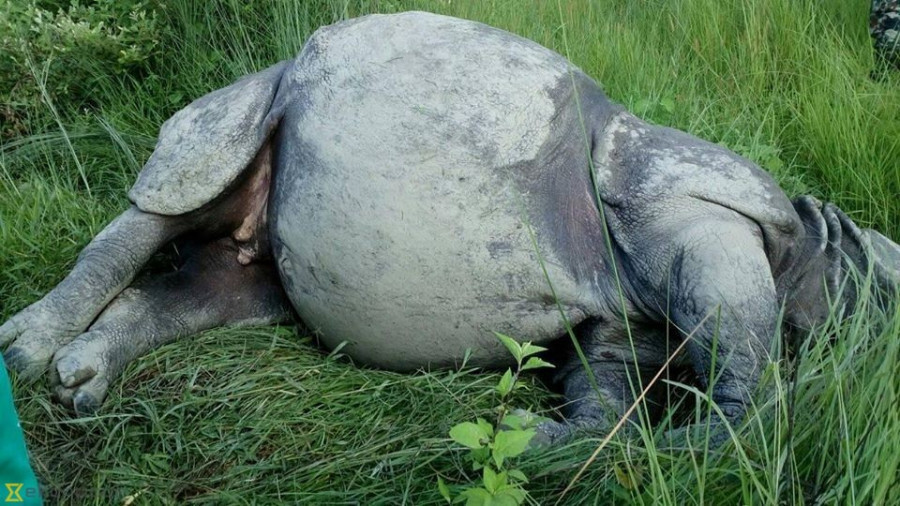 Chitwan National Park investigates rising deaths of rhinos