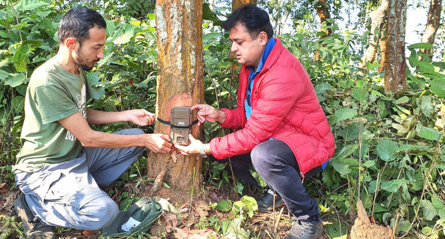 Camera traps installed in Tanahun community forests to study leopard population and their prey