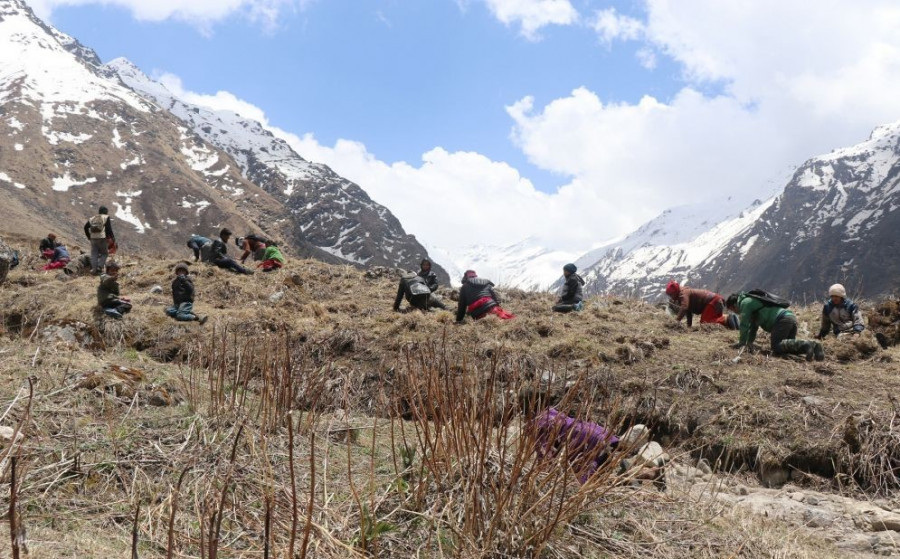 After delayed and poor harvest, yarsagumba collectors will now have to face depletion concerns