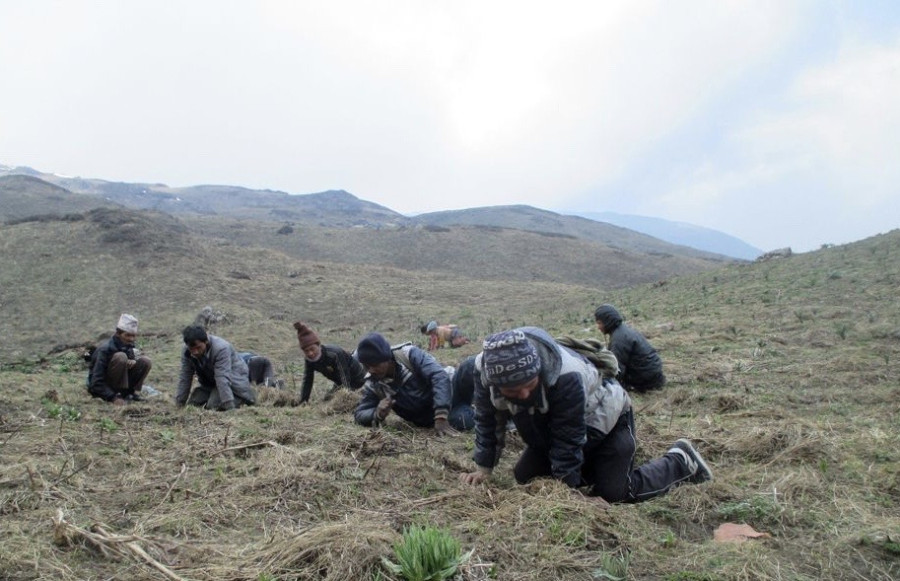 District authorities in Bajhang put a ban on yarshagumba collection this season amid coronavirus pandemic