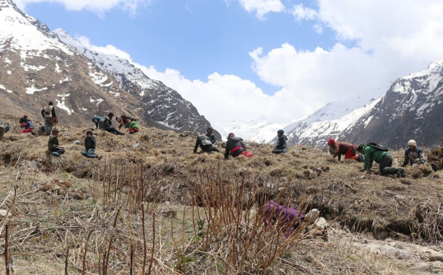 Hundreds of collectors climb highlands despite ban in yarsagumba collection this season