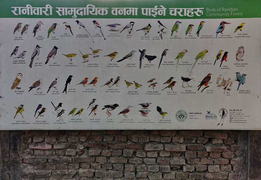 Birdsong: Where do we get our bird names from?