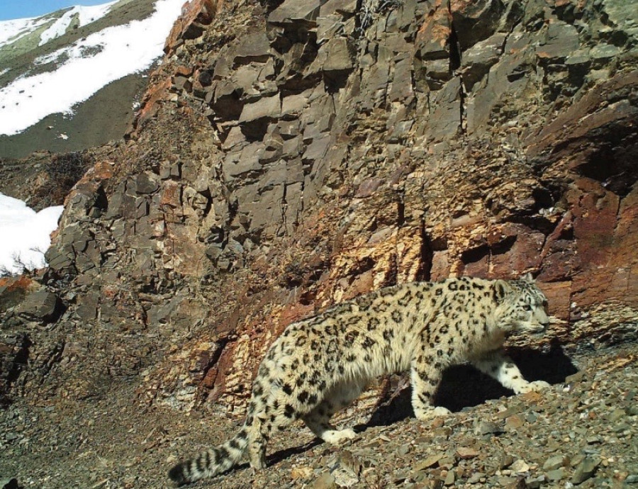 Snow leopard population fragmentation in Everest region raises concerns