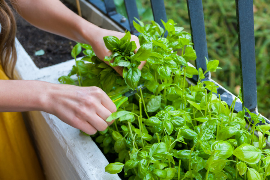 Build your own herb garden