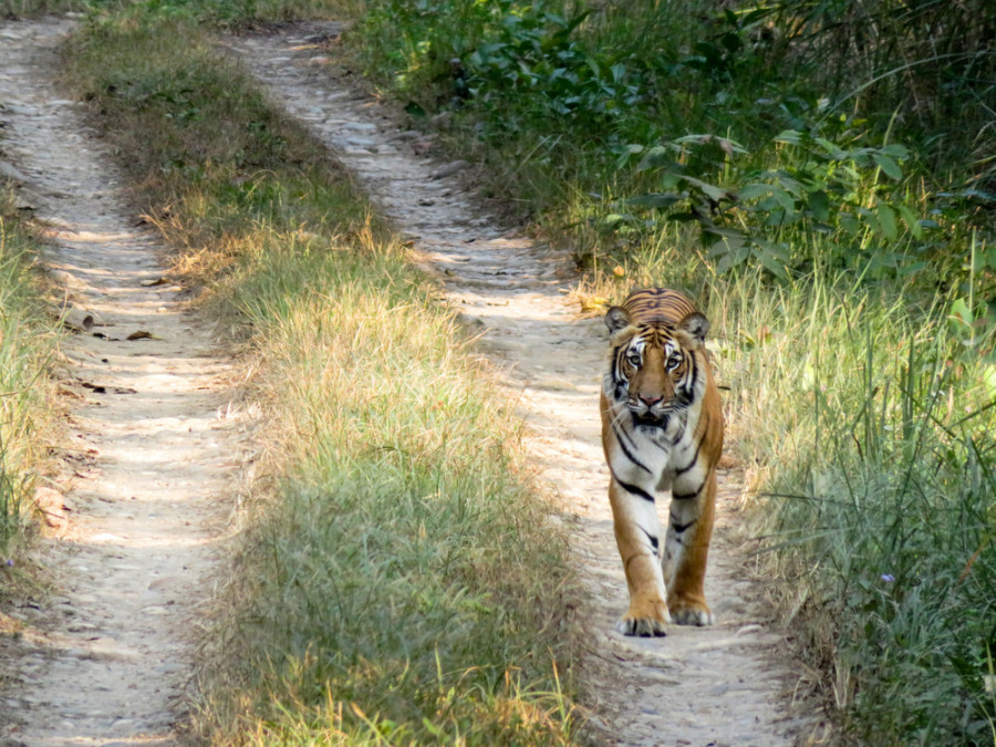 Tigers that killed two men in Chitwan last month are no longer threats, officials say