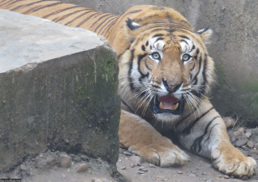 Preparations underway to conduct nationwide tiger census from Sunday