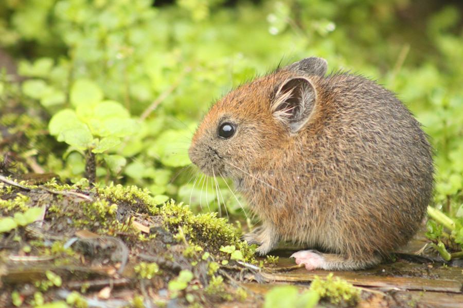 Higher altitudes beckon more wildlife in Nepal amid warmer climes