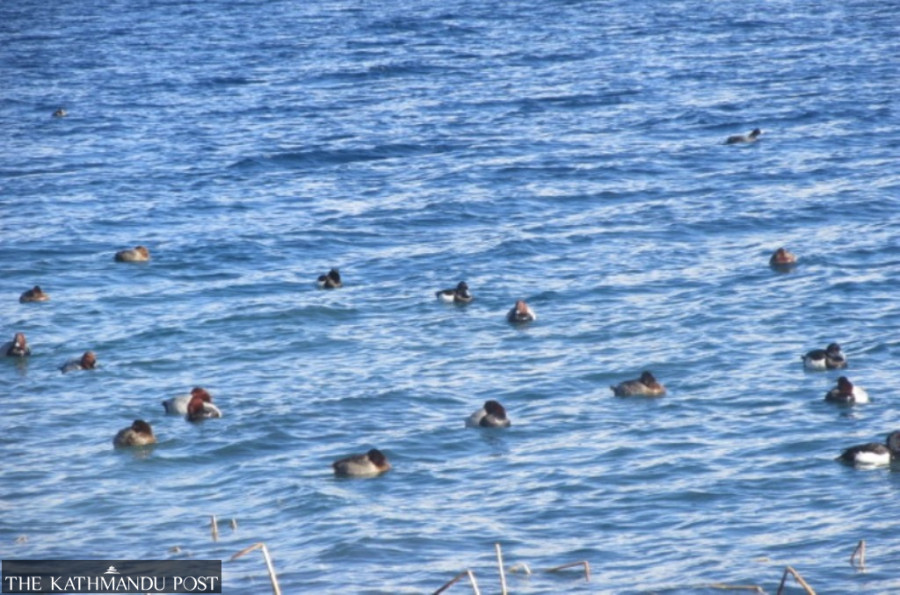 Declining bird numbers in Rara worry conservationists