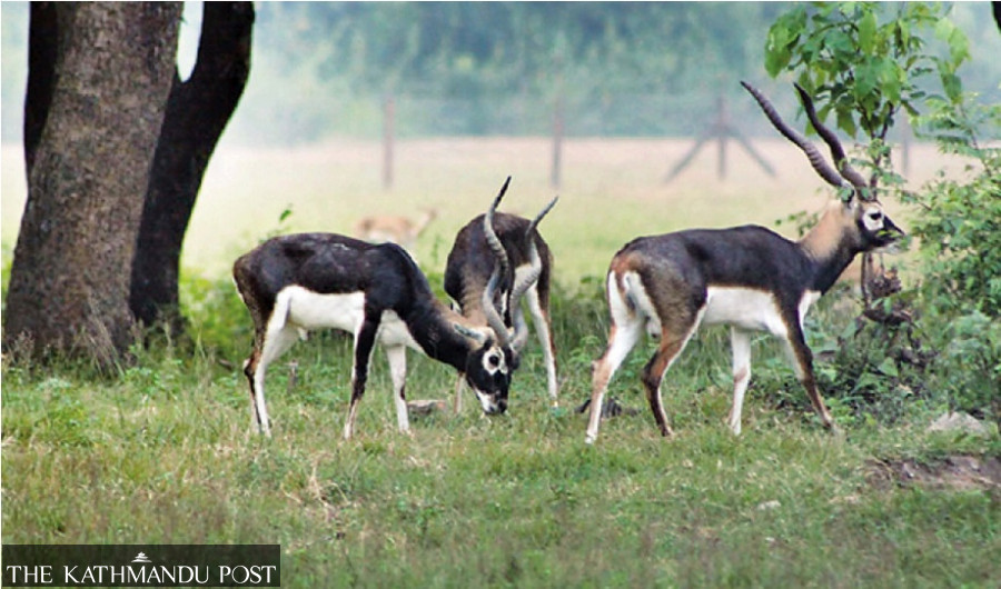 Blackbuck population declines in Bardiya’s Blackbuck Conservation Area