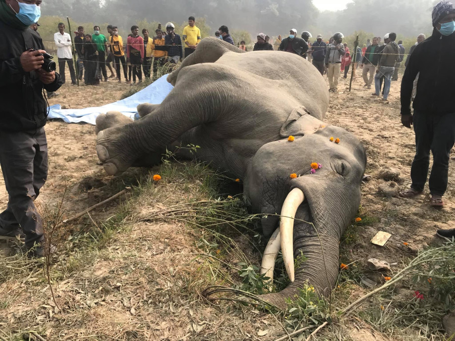 Electrocution of male elephant highlights human-wildlife conflict
