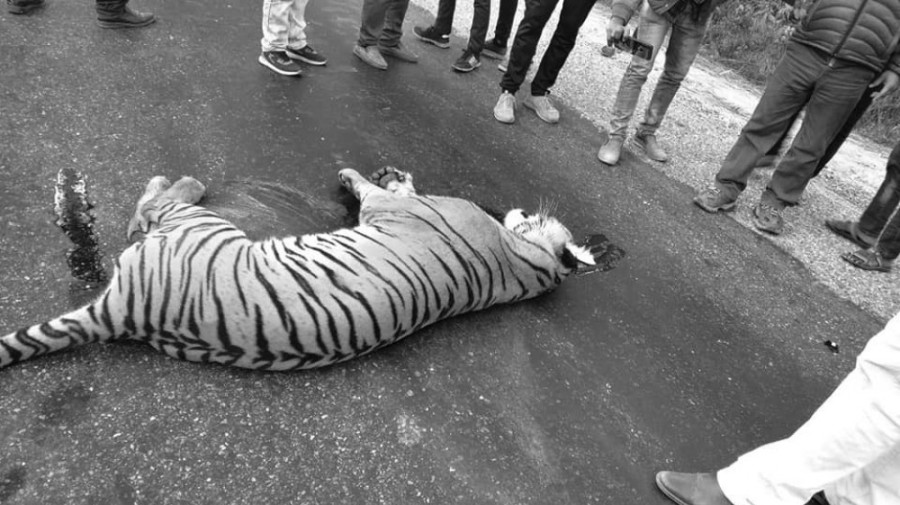 Tiger from Parsa National Park killed in road accident