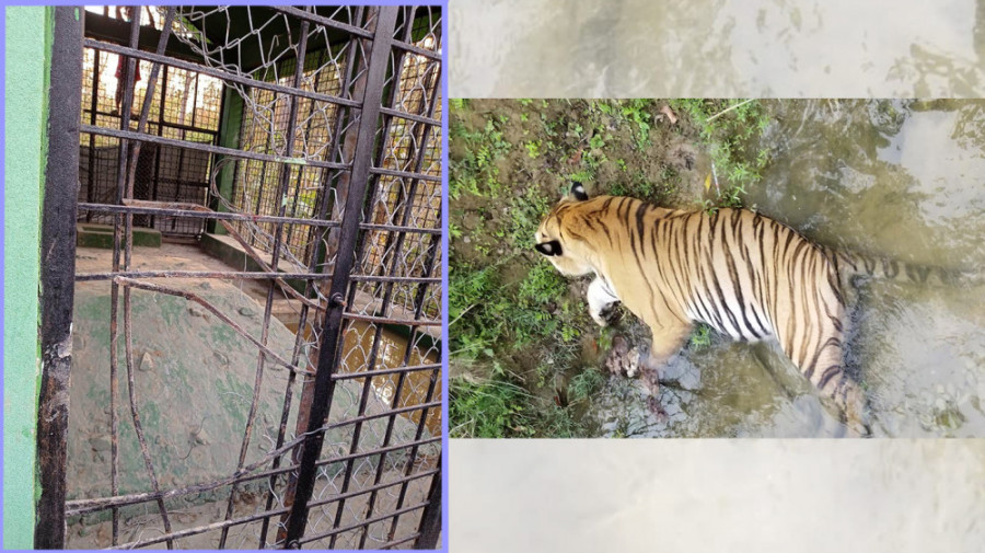 Tiger escapes from cage. It’s uncertain what it will do next