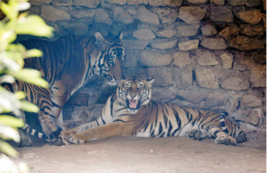 Pandemic adds challenges for tiger protection, wildlife conservationists say