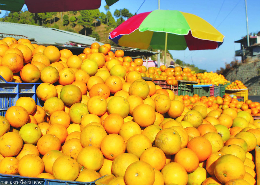 Sindhuli farmers expecting bumper sweet orange harvest