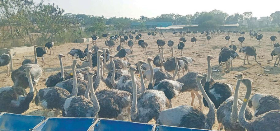 Ostrich farmers fall on hard times after tourism fades